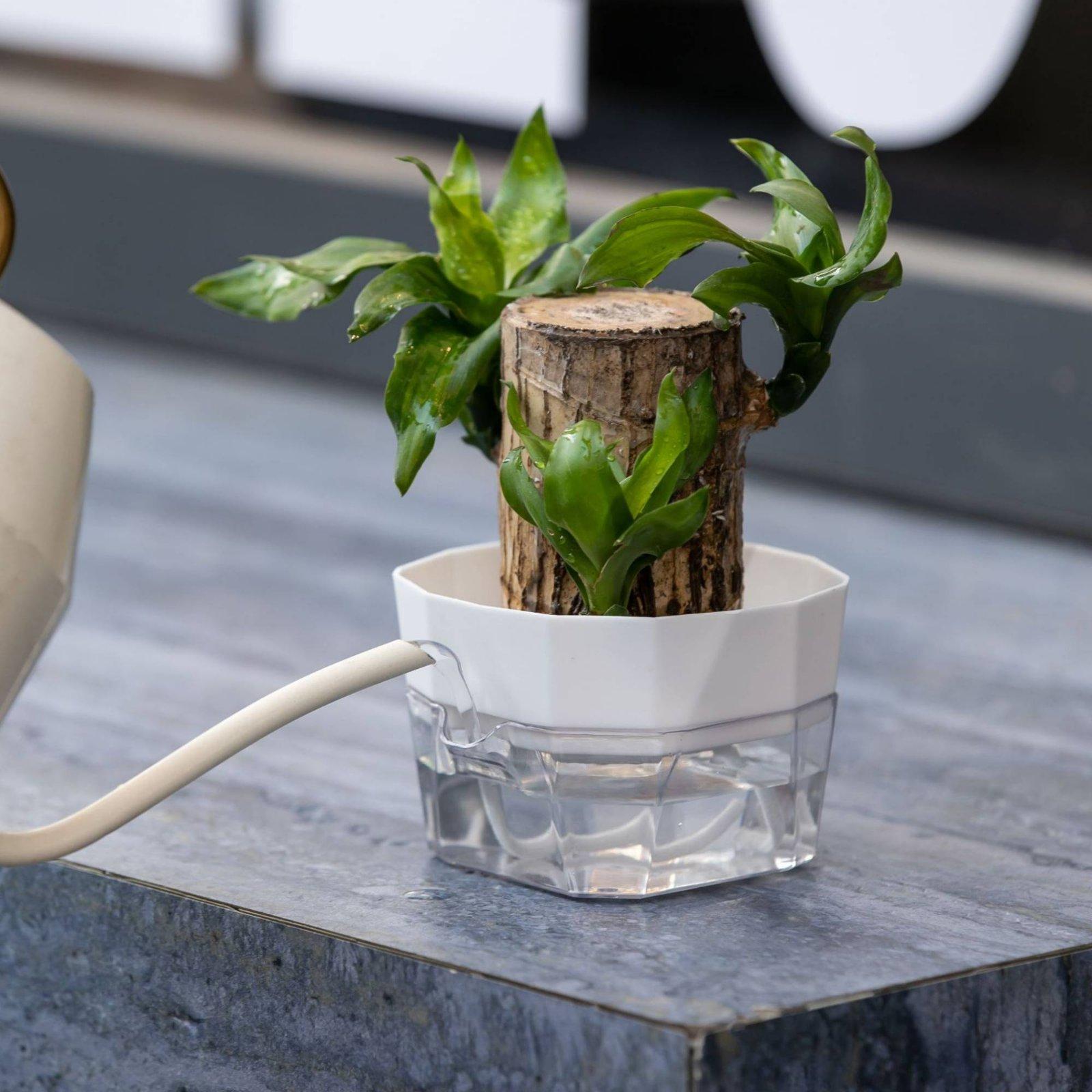 Hydroponische Vase mit Zwei Sc – Pet Supplies Usa Bewertung und Preis